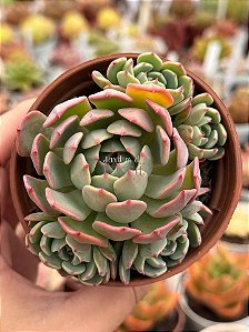 Echeveria lara