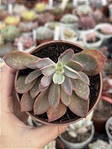Echeveria golden tower sem raiz