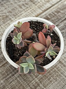 Echeveria golden tower (colônia)