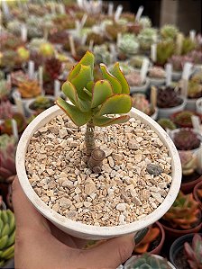 Crassula arborescens