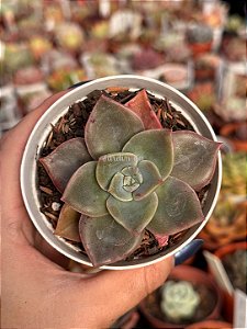 Graptoveria albert baynes