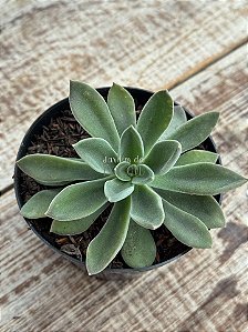 Echeveria setosa hb.