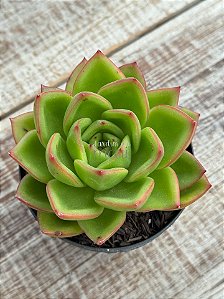 Echeveria agavoides híbrida