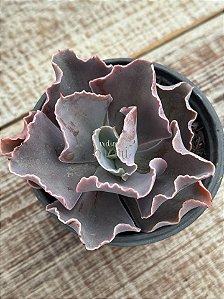 Echeveria delphynus M (sem raiz)