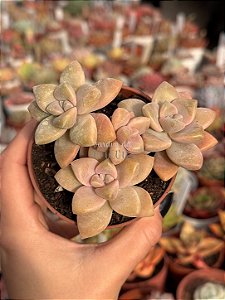 Graptopetalum victor kane