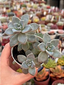 Graptopetalum victor kane