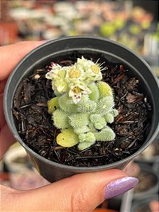 Sedum hintonii