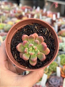 Graptoveria chanel