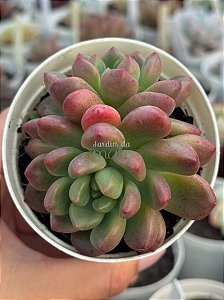 Graptoveria chanel