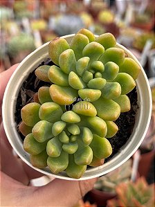 Graptoveria chanel