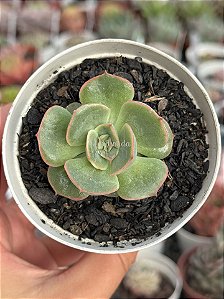 Echeveria hannah