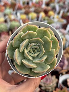 Echeveria hannah