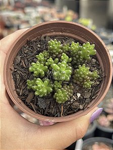 Sedum rubrotictum red berry