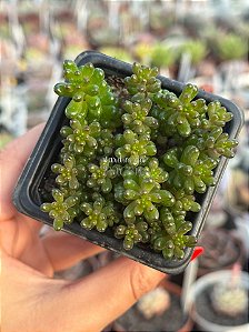 Sedum rubrotictum red berry