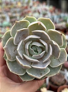 Echeveria lótus
