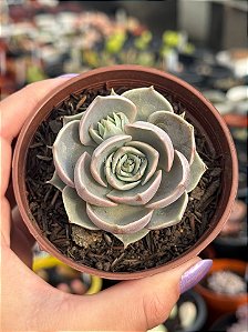Echeveria lótus