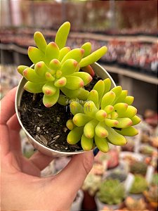 Sedum alice evans