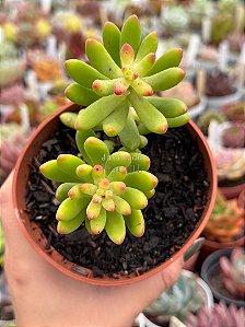 Sedum alice evans