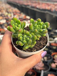 Sedum alice evans