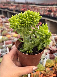 Sedum alice evans cristata