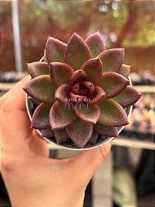 Echeveria abundant rose