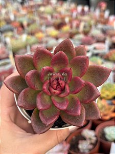 Echeveria abundant rose