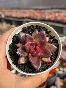 Echeveria abundant rose