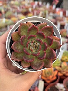 Echeveria purple microstar