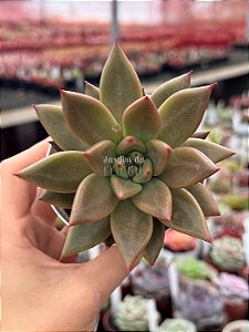 Echeveria psyche