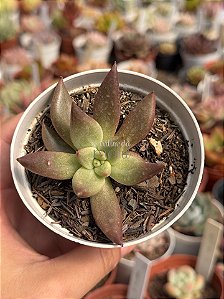 Echeveria psyche
