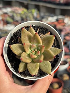 Echeveria psyche