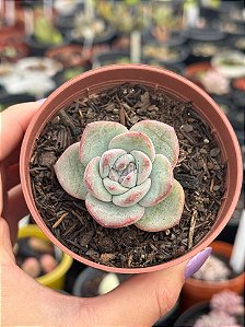 Echeveria amabile