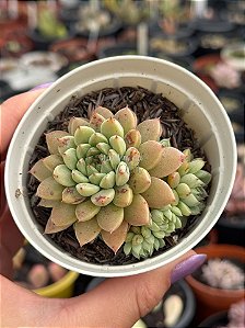 Echeveria tipps