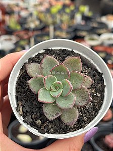 Echeveria riga