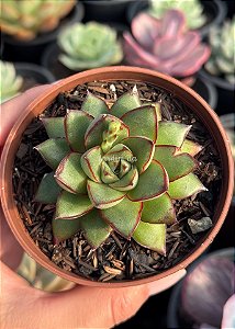 Echeveria mely P