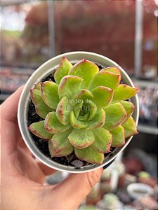 Echeveria lutharis