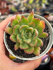 Echeveria lutharis monstruosa