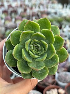 Echeveria lutharis monstruosa