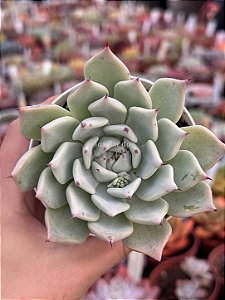 Echeveria malassanta