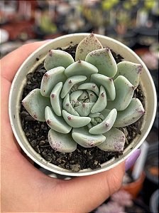 Echeveria malassanta