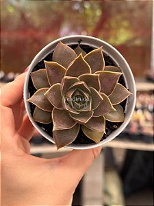 Echeveria imperial (importada)