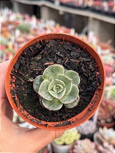 Echeveria enriquetha (importada carunculas)