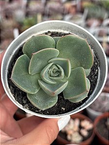 Echeveria enriquetha (importada carunculas)