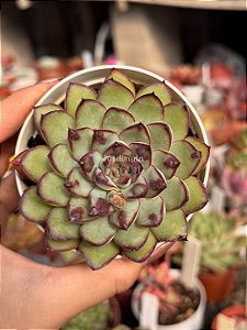 Echeveria pulidonis ‘christmas bumps’