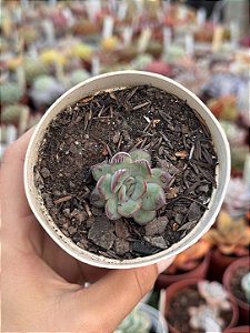 Echeveria pulidonis ‘christmas bumps’