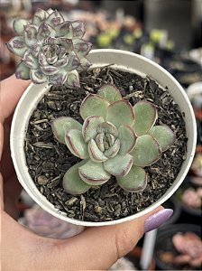 Echeveria pulidonis ‘christmas bumps’ (importada carunculas)