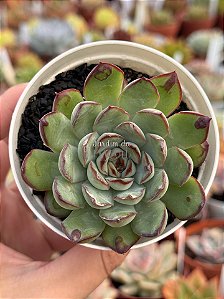 Echeveria pulidonis ‘christmas bumps’ (importada carunculas)
