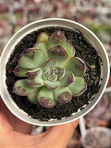 Echeveria pulidonis ‘christmas bumps’ (importada carunculas)