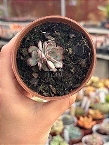 Echeveria pulidonis ‘christmas bumps’