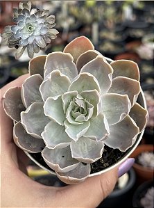 Echeveria nébula c/ carúnculas (importada)